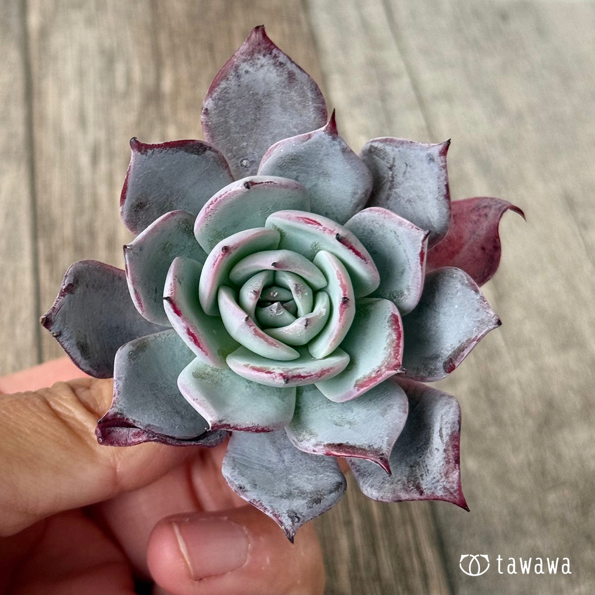 ＊新入荷＊　コールドブリュー（エアーマジック農園苗）