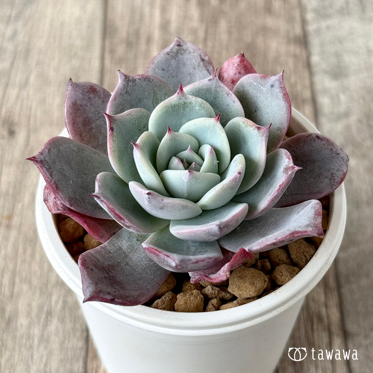 ＊新入荷＊　コールドブリュー（エアーマジック農園苗）