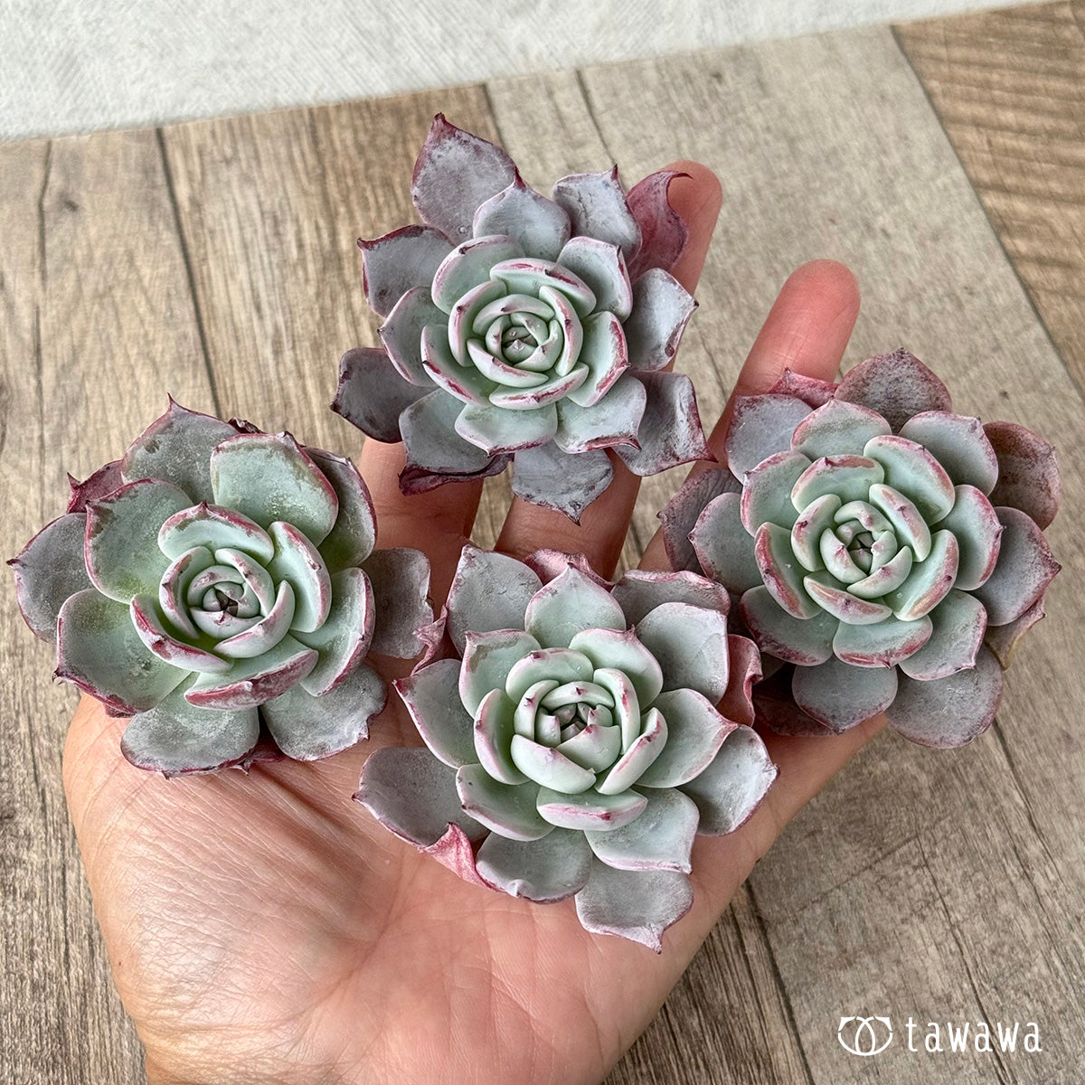 ＊新入荷＊　コールドブリュー（エアーマジック農園苗）