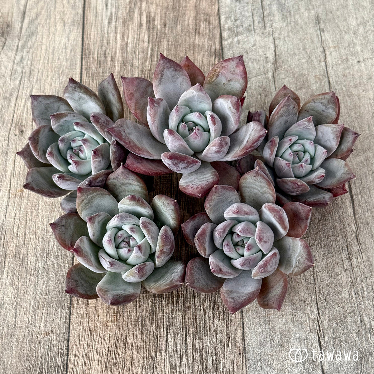 ＊新入荷＊　ブルーサバス（エアーマジック農園苗）