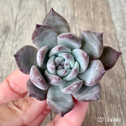 ＊新入荷＊　ブルーサバス（エアーマジック農園苗）