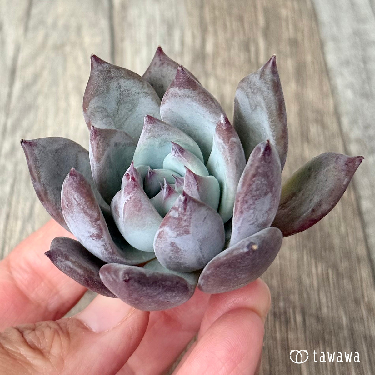 ＊新入荷＊　ブルーサバス（エアーマジック農園苗）