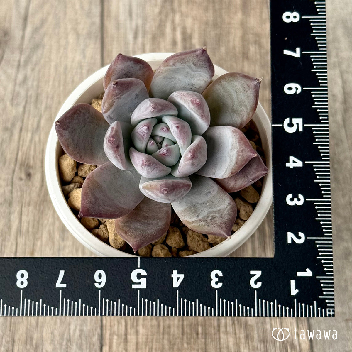 ＊新入荷＊　ブルーサバス（エアーマジック農園苗）