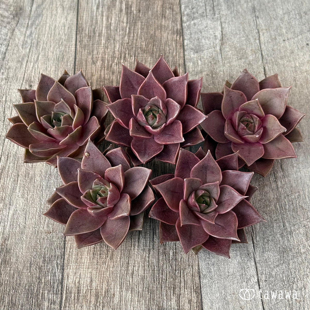 ＊新入荷＊　シンビローズ（エアーマジック農園苗）