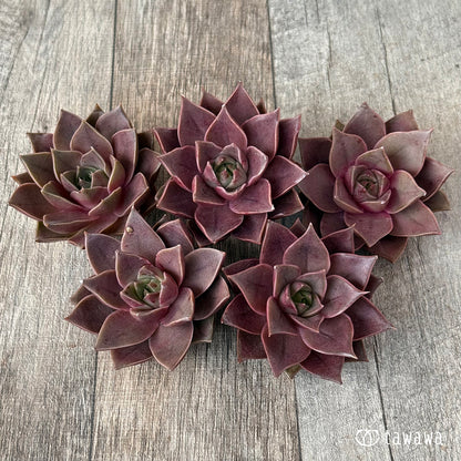 ＊新入荷＊　シンビローズ（エアーマジック農園苗）