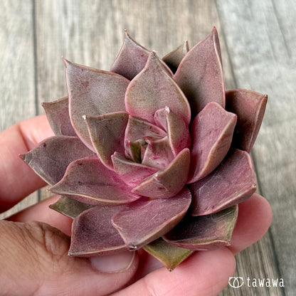 ＊新入荷＊　シンビローズ（エアーマジック農園苗）