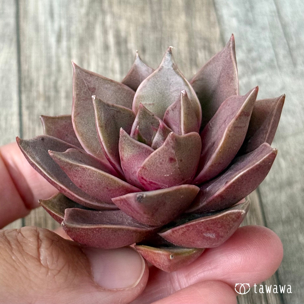 ＊新入荷＊　シンビローズ（エアーマジック農園苗）