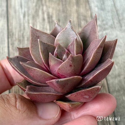 ＊新入荷＊　シンビローズ（エアーマジック農園苗）