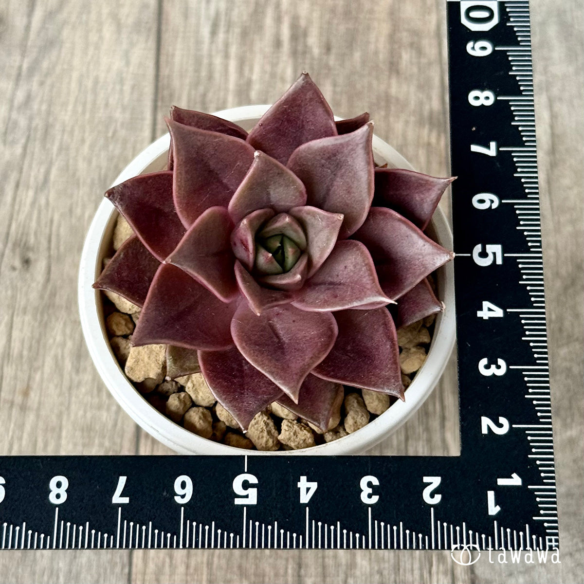 ＊新入荷＊　シンビローズ（エアーマジック農園苗）