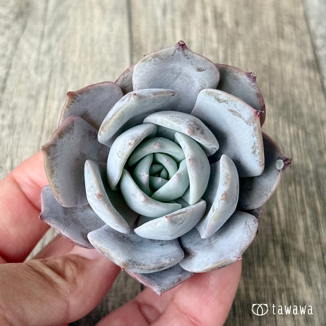 New Arrivals: Ice Green