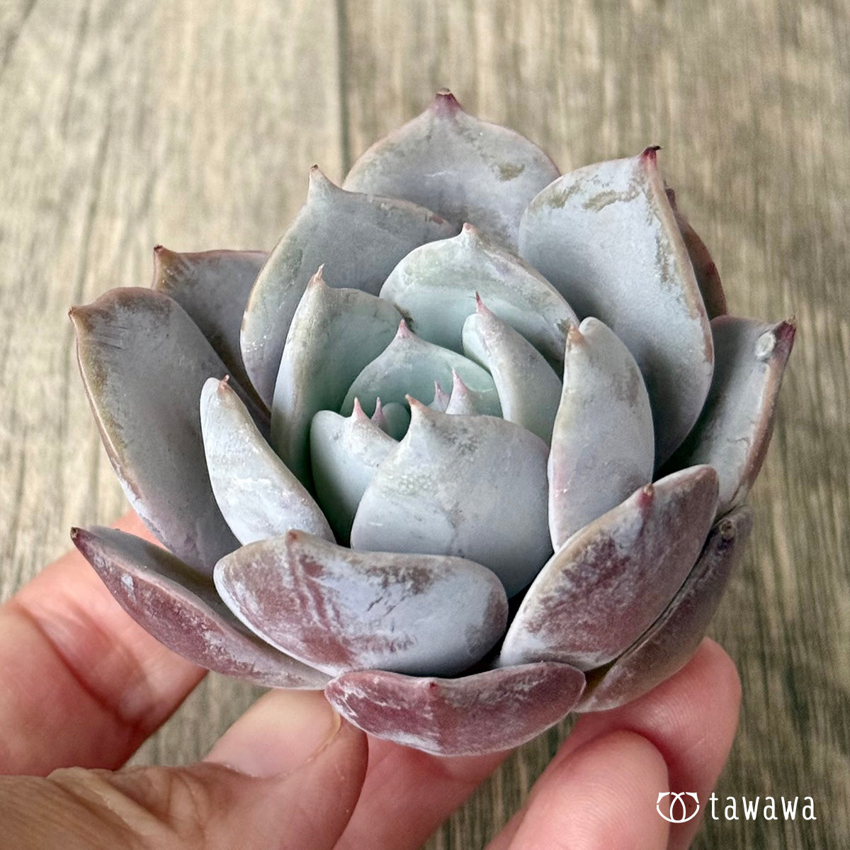 ＊新入荷＊　サバリナ（エアーマジック農園苗）