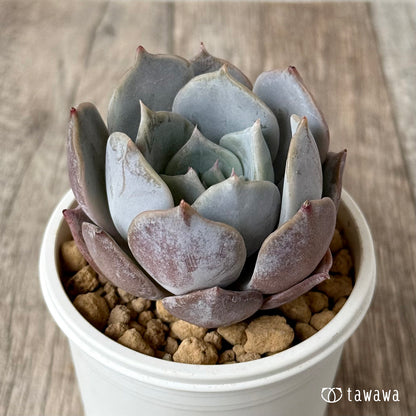 ＊新入荷＊　サバリナ（エアーマジック農園苗）