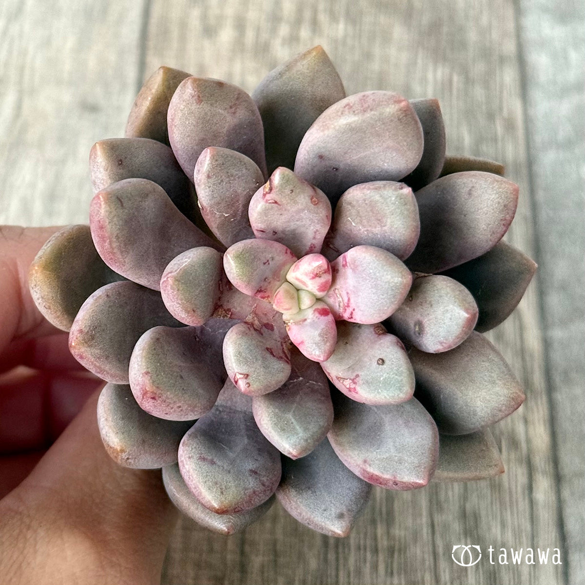 Avant-garde [single-headed] (Air Magic Farm seedling)