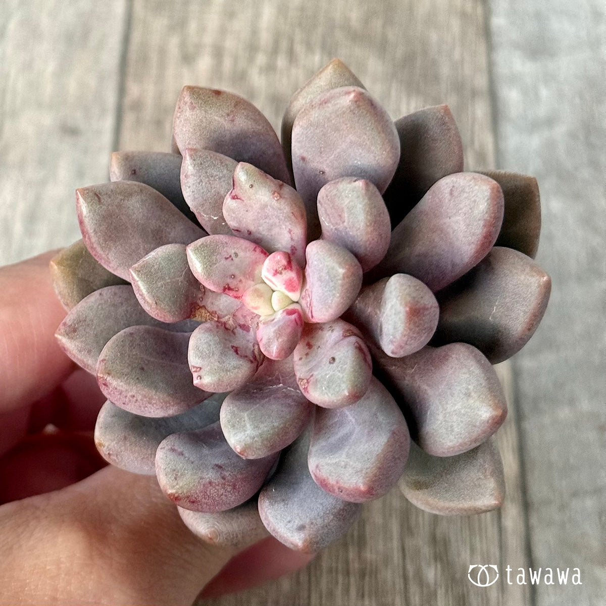 Avant-garde [single-headed] (Air Magic Farm seedling)