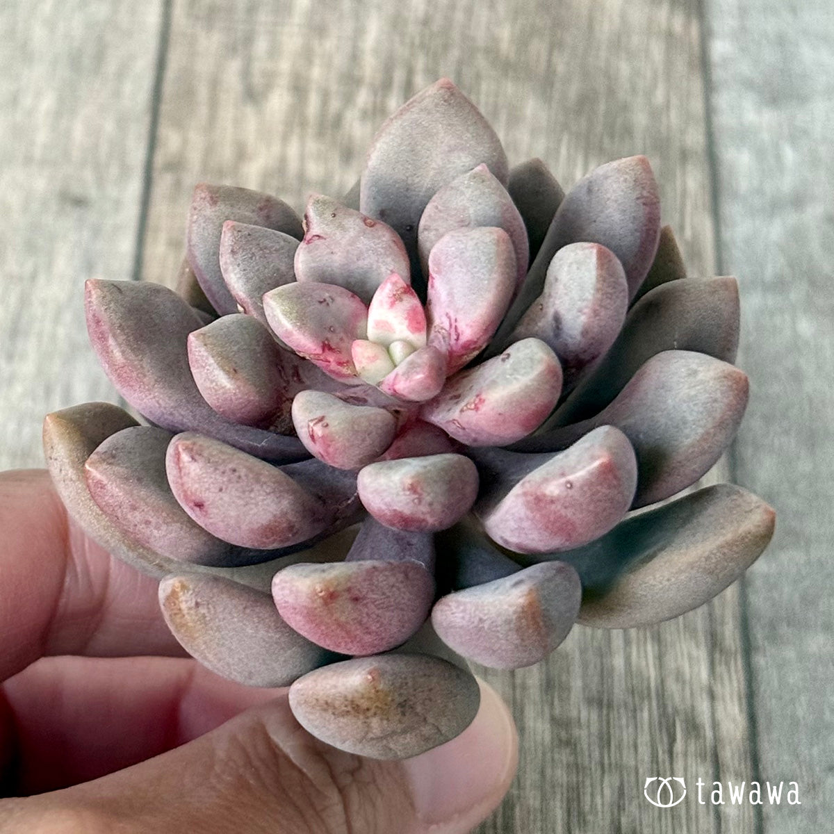 ＊新入荷＊　アバンギャルド【単頭】（エアーマジック農園苗）