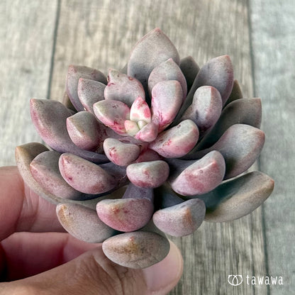 ＊新入荷＊　アバンギャルド【単頭】（エアーマジック農園苗）