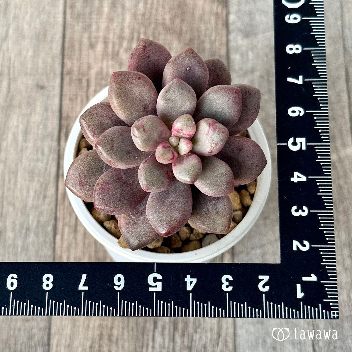 Avant-garde [single-headed] (Air Magic Farm seedling)