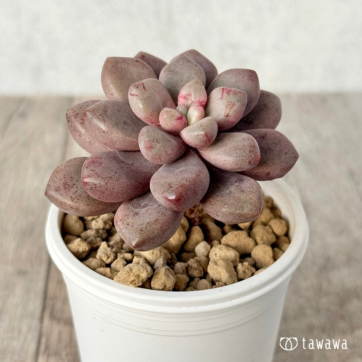 Avant-garde [single-headed] (Air Magic Farm seedling)