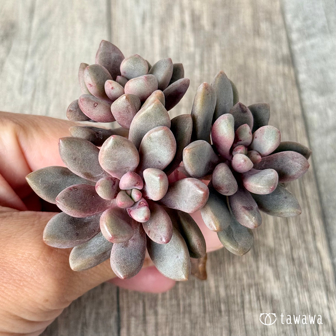 *新入荷* アバンギャルド【多頭】(エアーマジック農園苗)