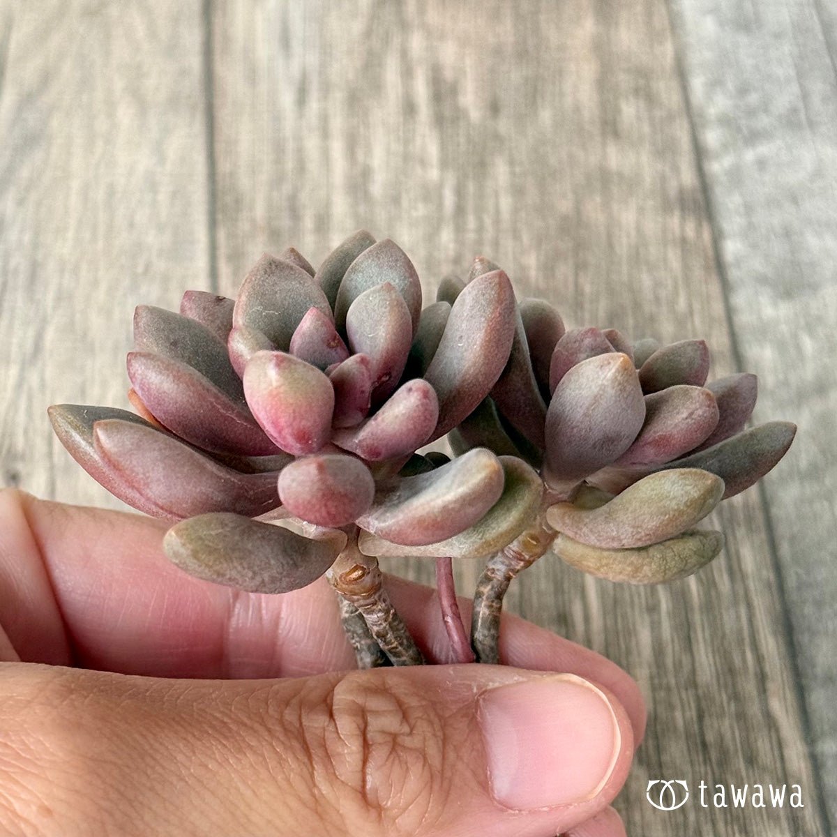 ＊新入荷＊　アバンギャルド【多頭】（エアーマジック農園苗）