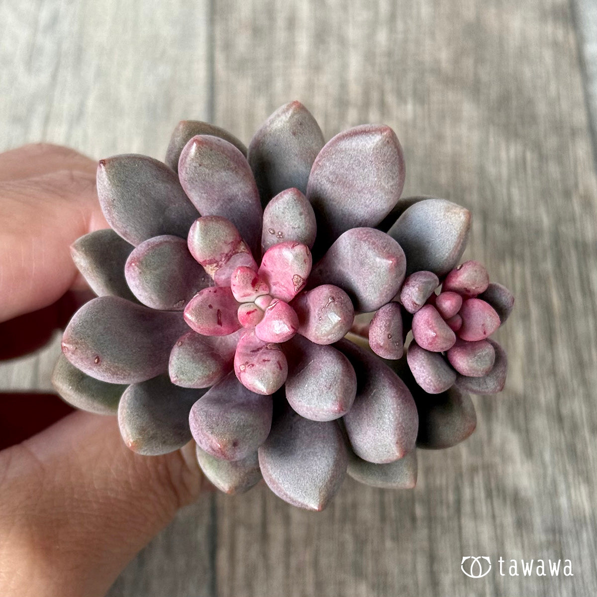 ＊新入荷＊　アバンギャルド【多頭】（エアーマジック農園苗）