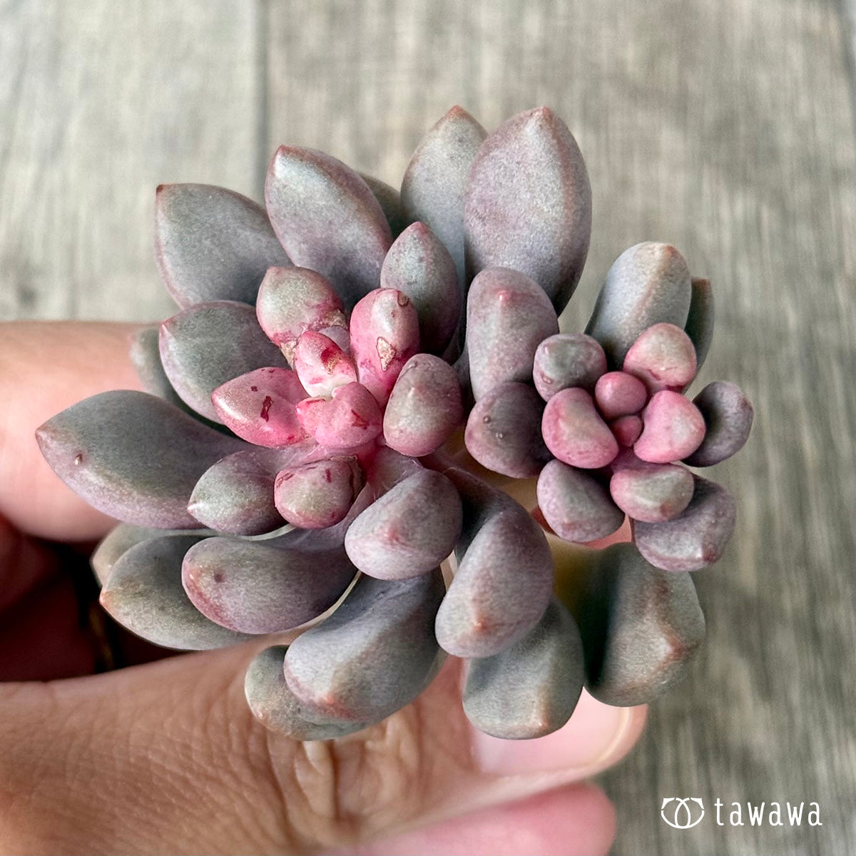 ＊新入荷＊　アバンギャルド【多頭】（エアーマジック農園苗）