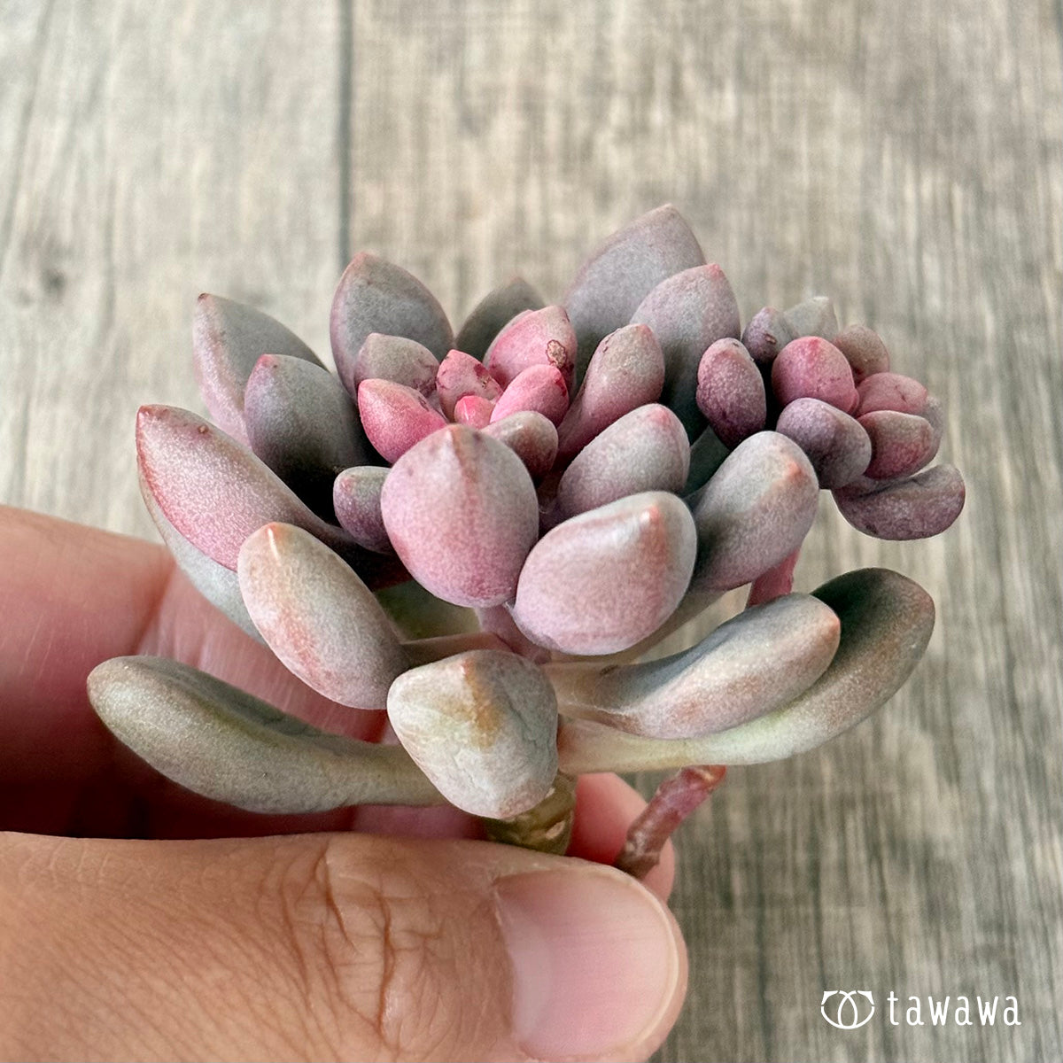 ＊新入荷＊　アバンギャルド【多頭】（エアーマジック農園苗）