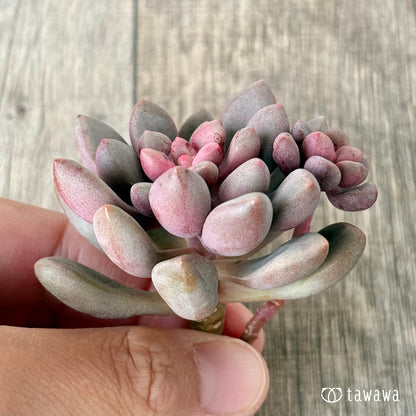 ＊新入荷＊　アバンギャルド【多頭】（エアーマジック農園苗）