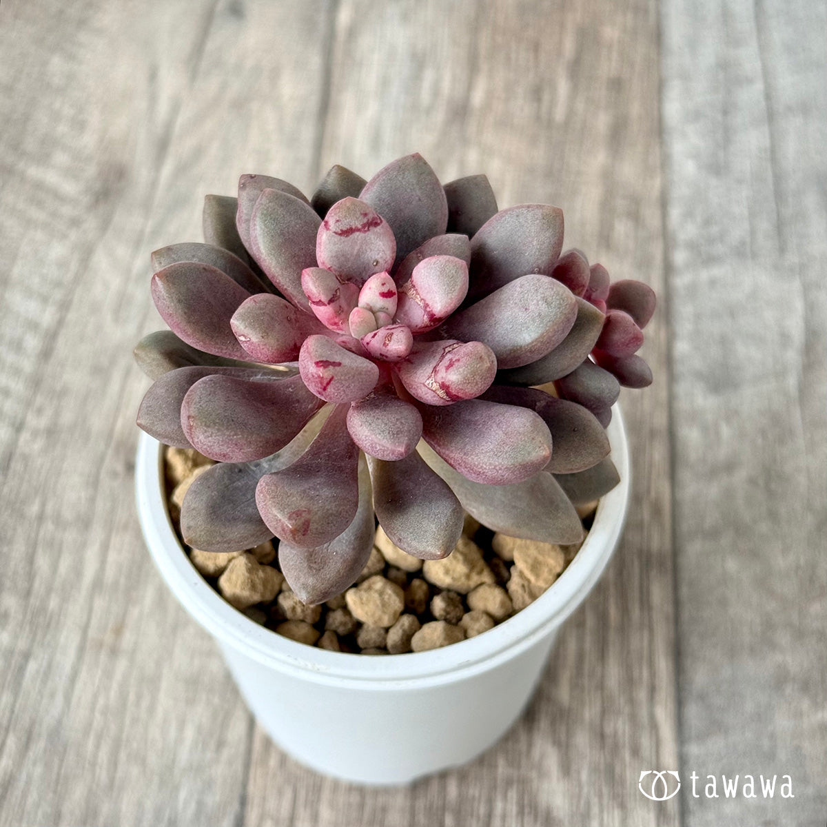 Avant-Garde [Multi-headed] (Air Magic Farm Seedling)