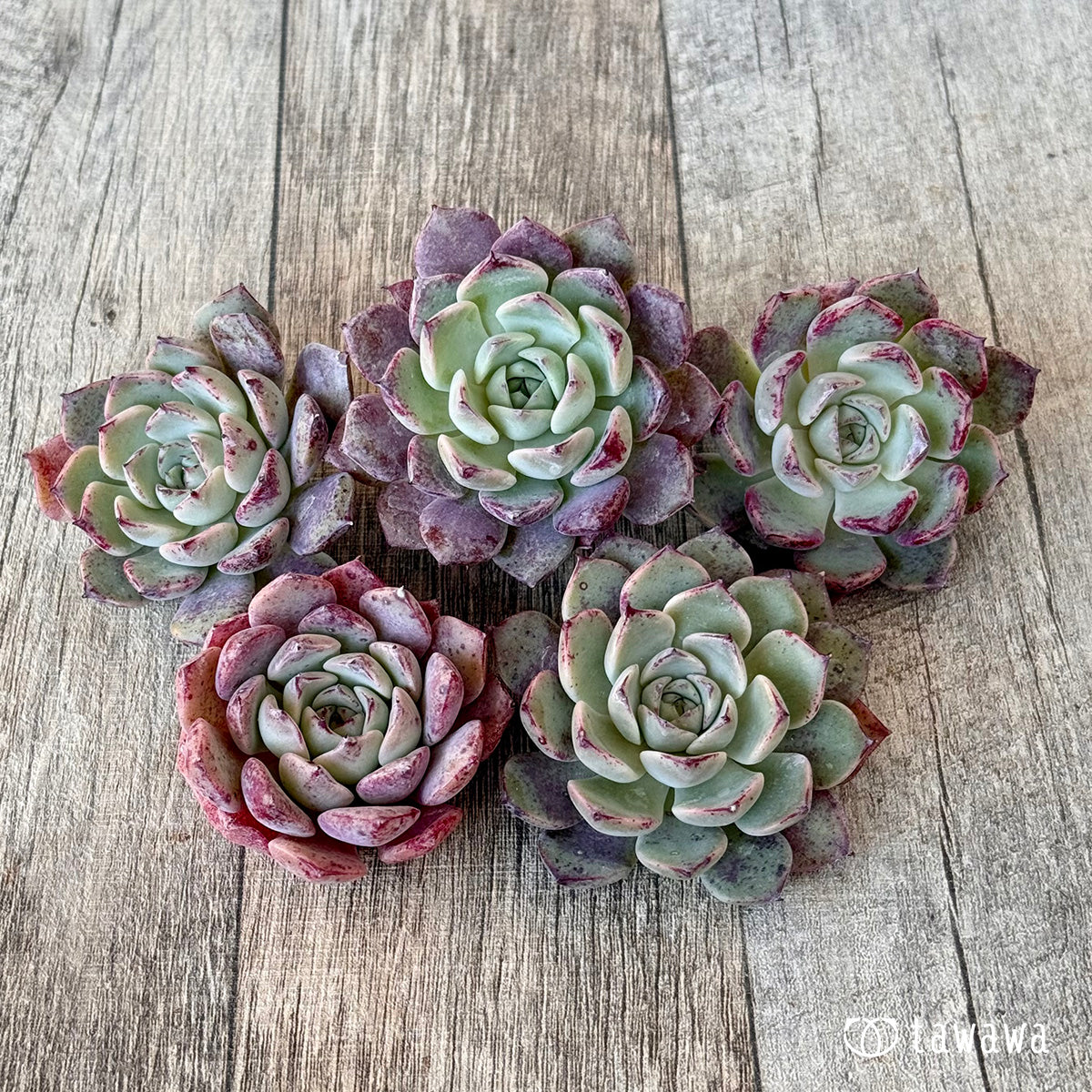 New Arrivals: Ice Green