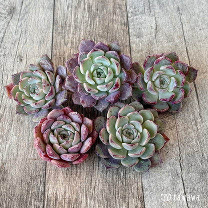 New Arrivals: Ice Green