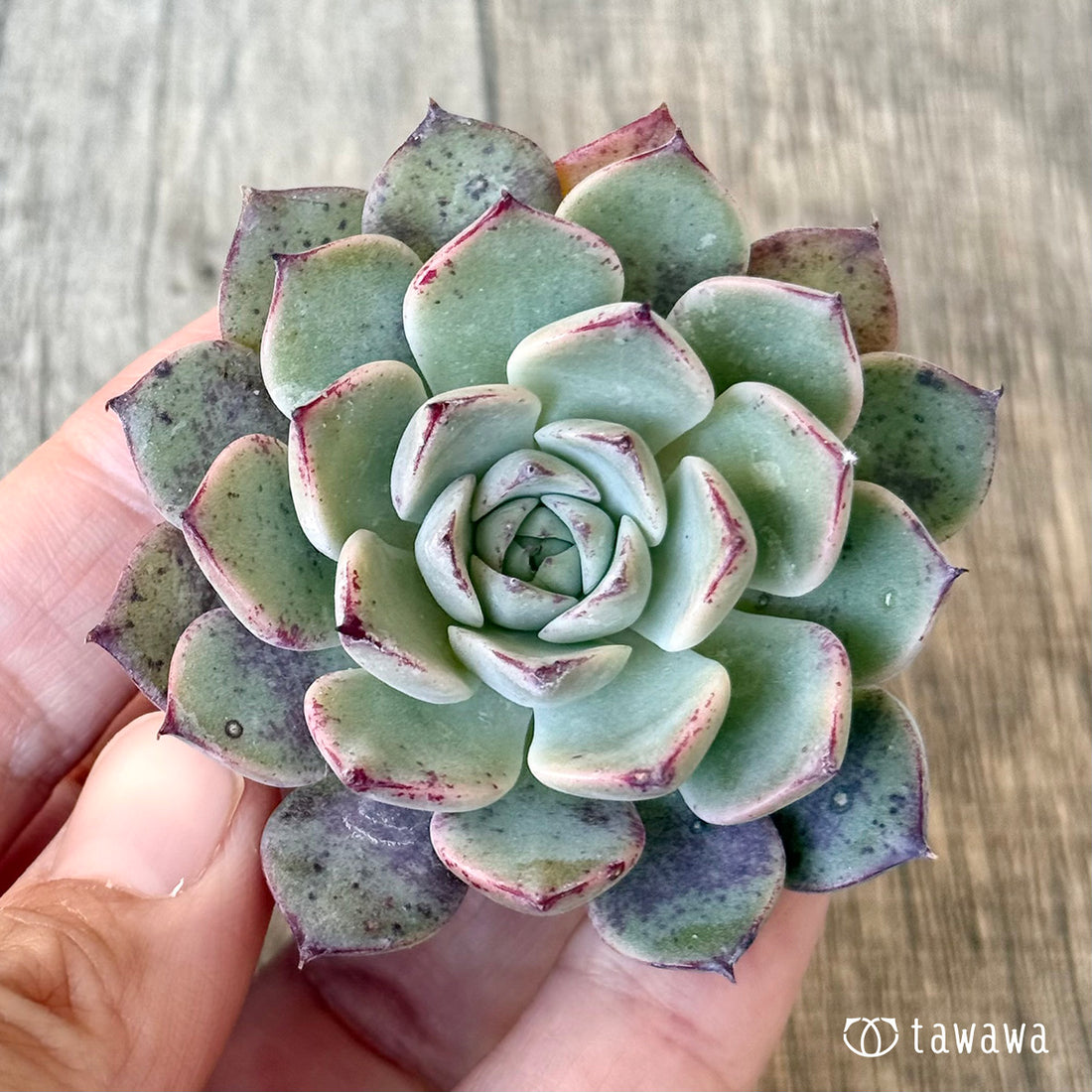 New Arrivals: Ice Green