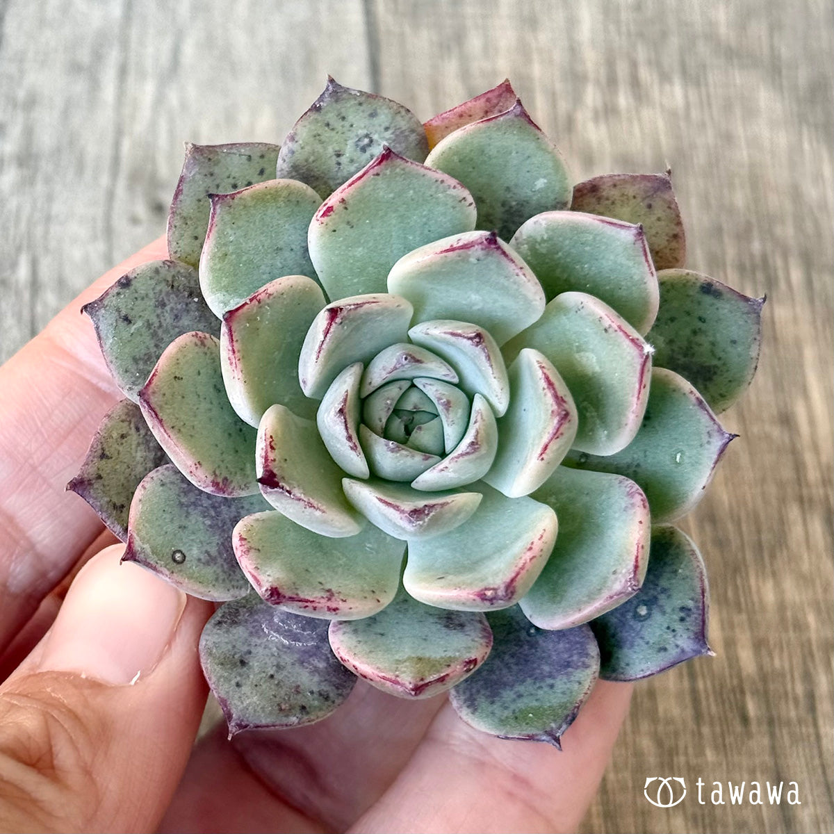 New Arrivals: Ice Green