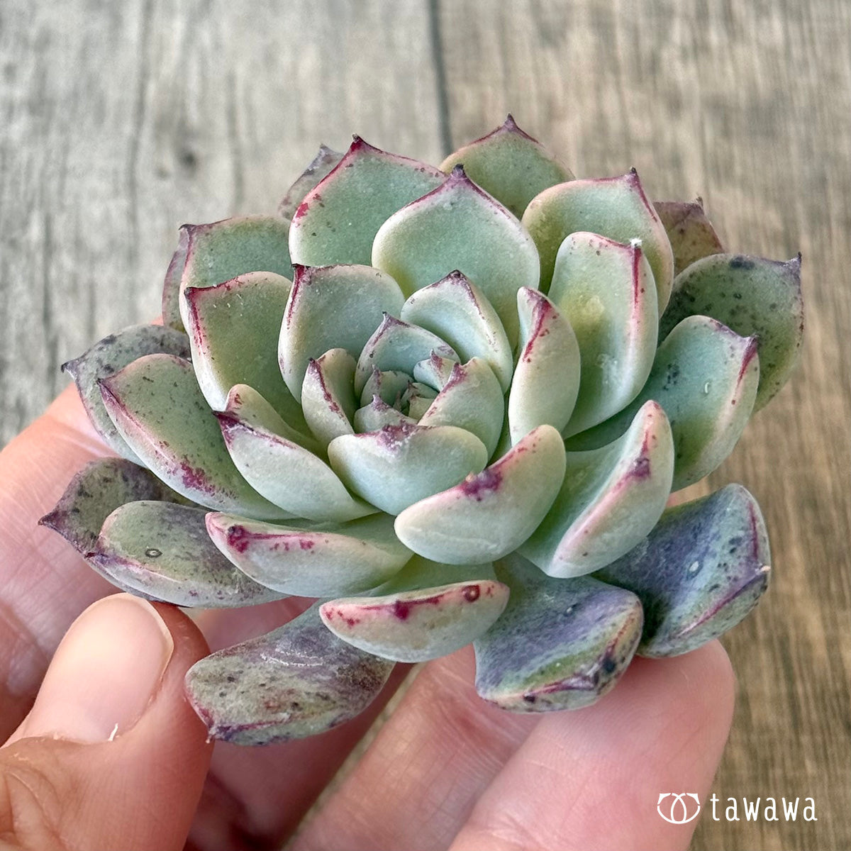 New Arrivals: Ice Green