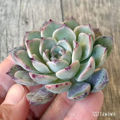 New Arrivals: Ice Green