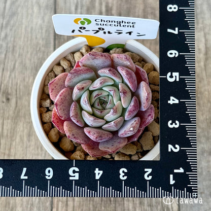 New Arrivals: Ice Green