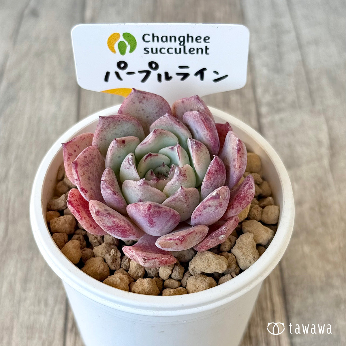 New Arrivals: Ice Green