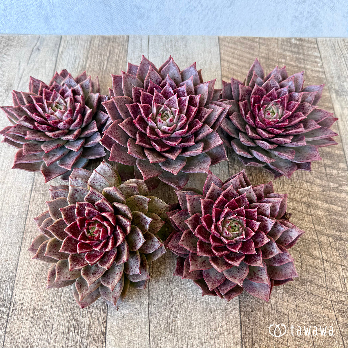 ＊新入荷＊　レット（チャンヒー農園苗）