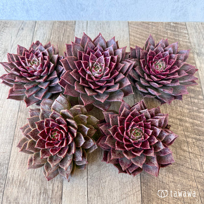 ＊新入荷＊　レット（チャンヒー農園苗）