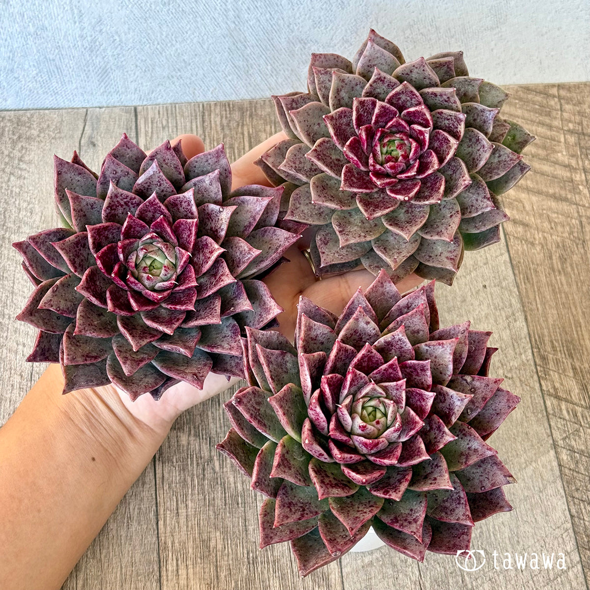 ＊新入荷＊　レット（チャンヒー農園苗）