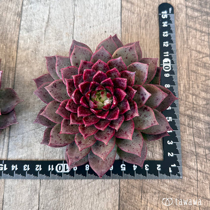 ＊新入荷＊　レット（チャンヒー農園苗）