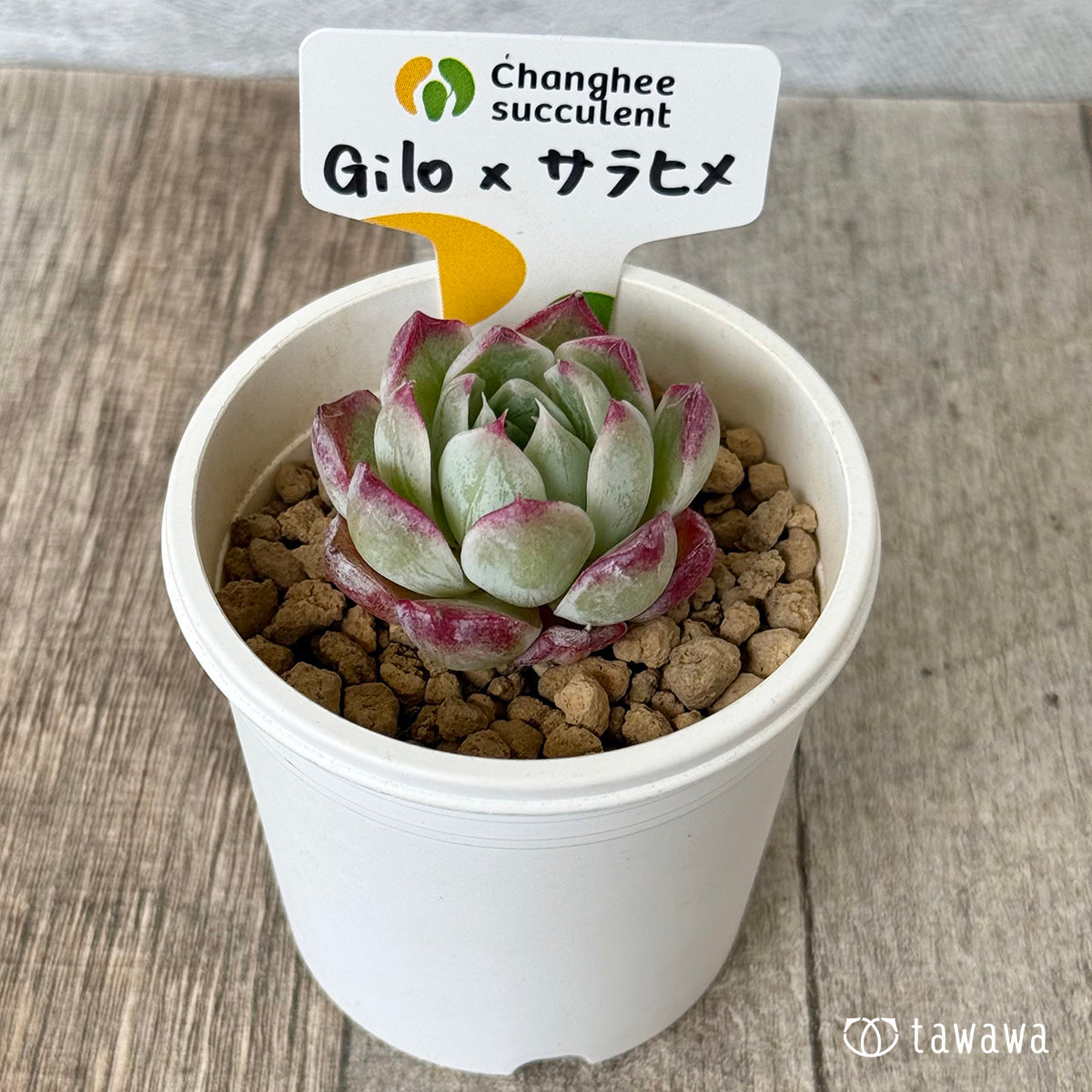 Gilo×サラヒメ（チャンヒー農園苗）