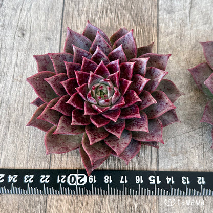 ＊新入荷＊　レット（チャンヒー農園苗）