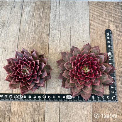 ＊新入荷＊　レット（チャンヒー農園苗）