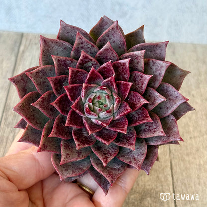 ＊新入荷＊　レット（チャンヒー農園苗）