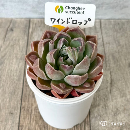 【4/22発売】ワインドロップ【単頭】　（チャンヒー農園苗）