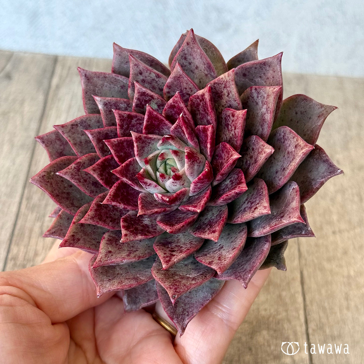 ＊新入荷＊　レット（チャンヒー農園苗）