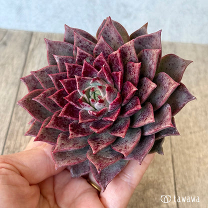 ＊新入荷＊　レット（チャンヒー農園苗）