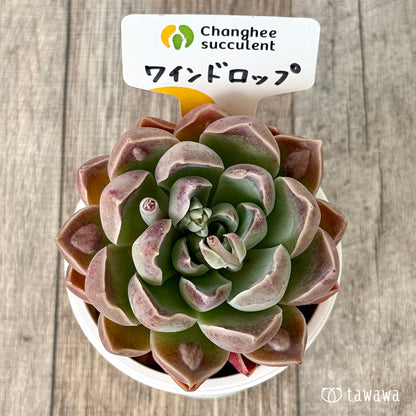 【4/22発売】ワインドロップ【単頭】　（チャンヒー農園苗）