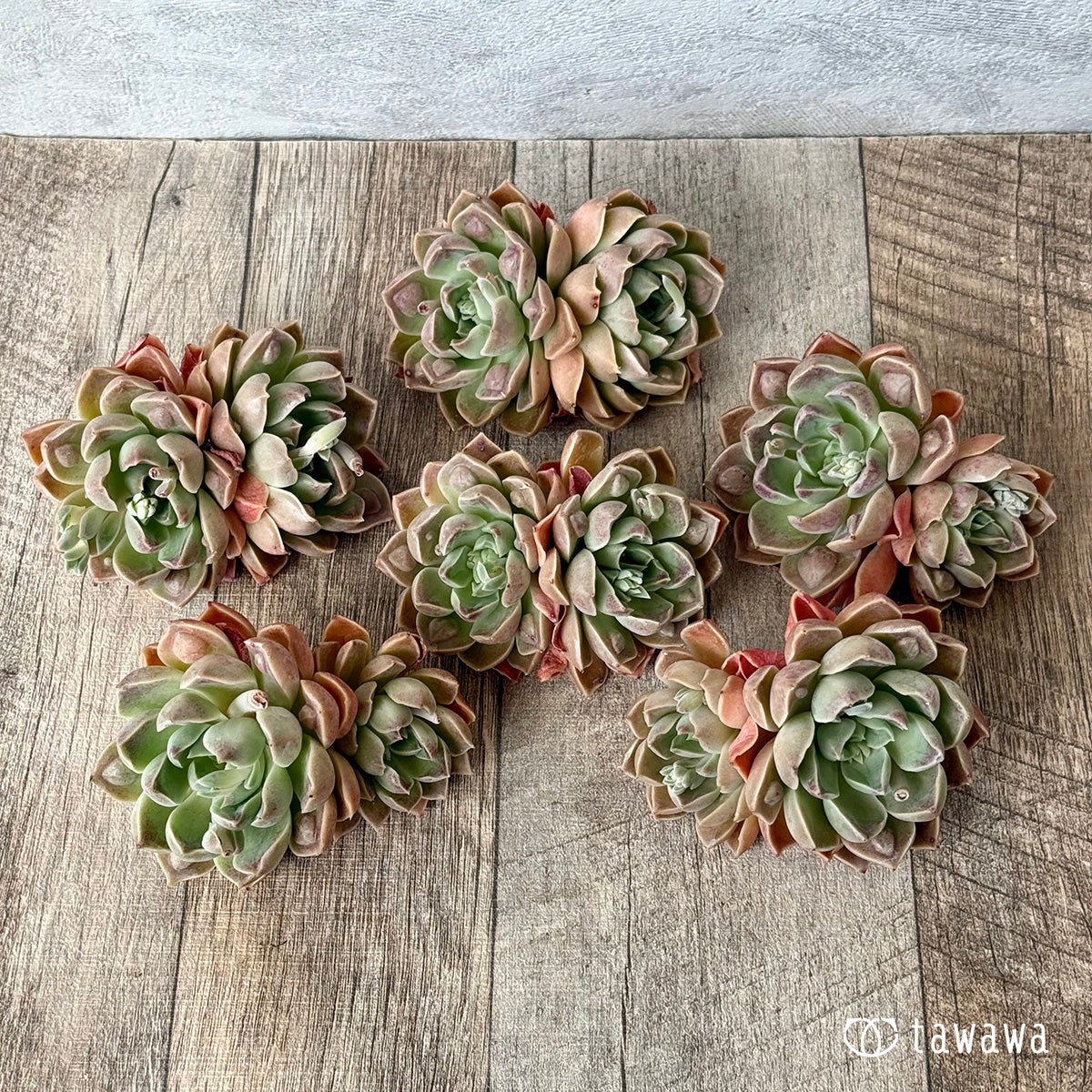 【4/22発売】ワインドロップ【双頭】　（チャンヒー農園苗）